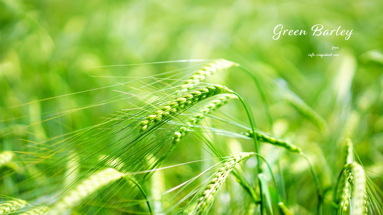 11 청보리 확대 C - Green Barley 봄배경화면