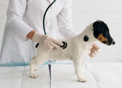 개가 혈변을 보였을 때 동물병원에 가야 하는 위험한 증상.
