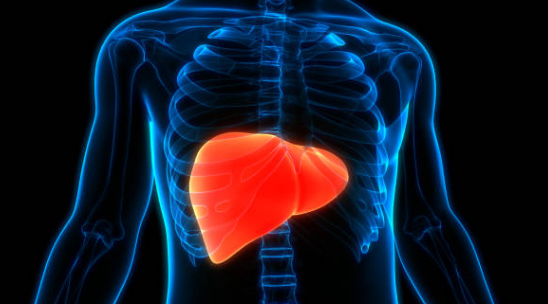 지방간 증상, 없애는 방법, 원인 총정리 (2024ver)