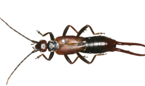 벌레 나오는 꿈