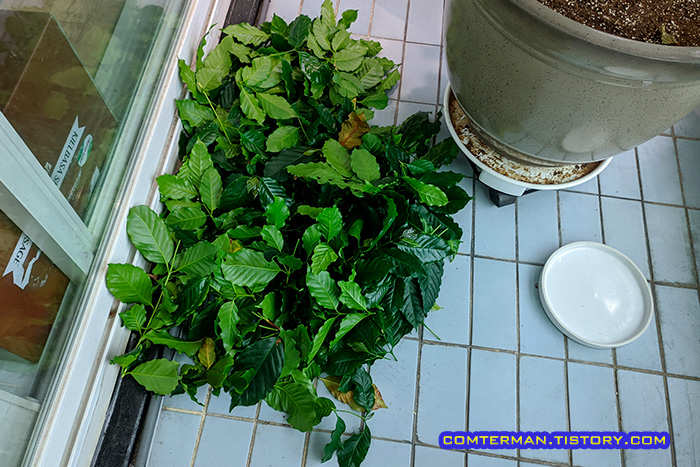 커피나무 잎 가지치기