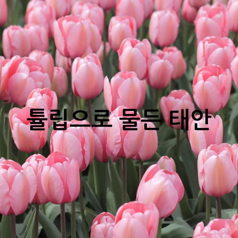 2025년 태안 튤립 축제