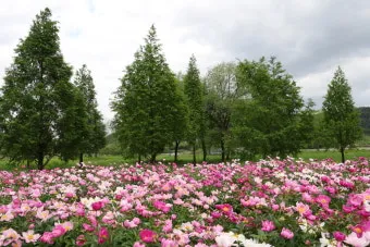 핫들생태공원 합천 산청 진달래축제_21