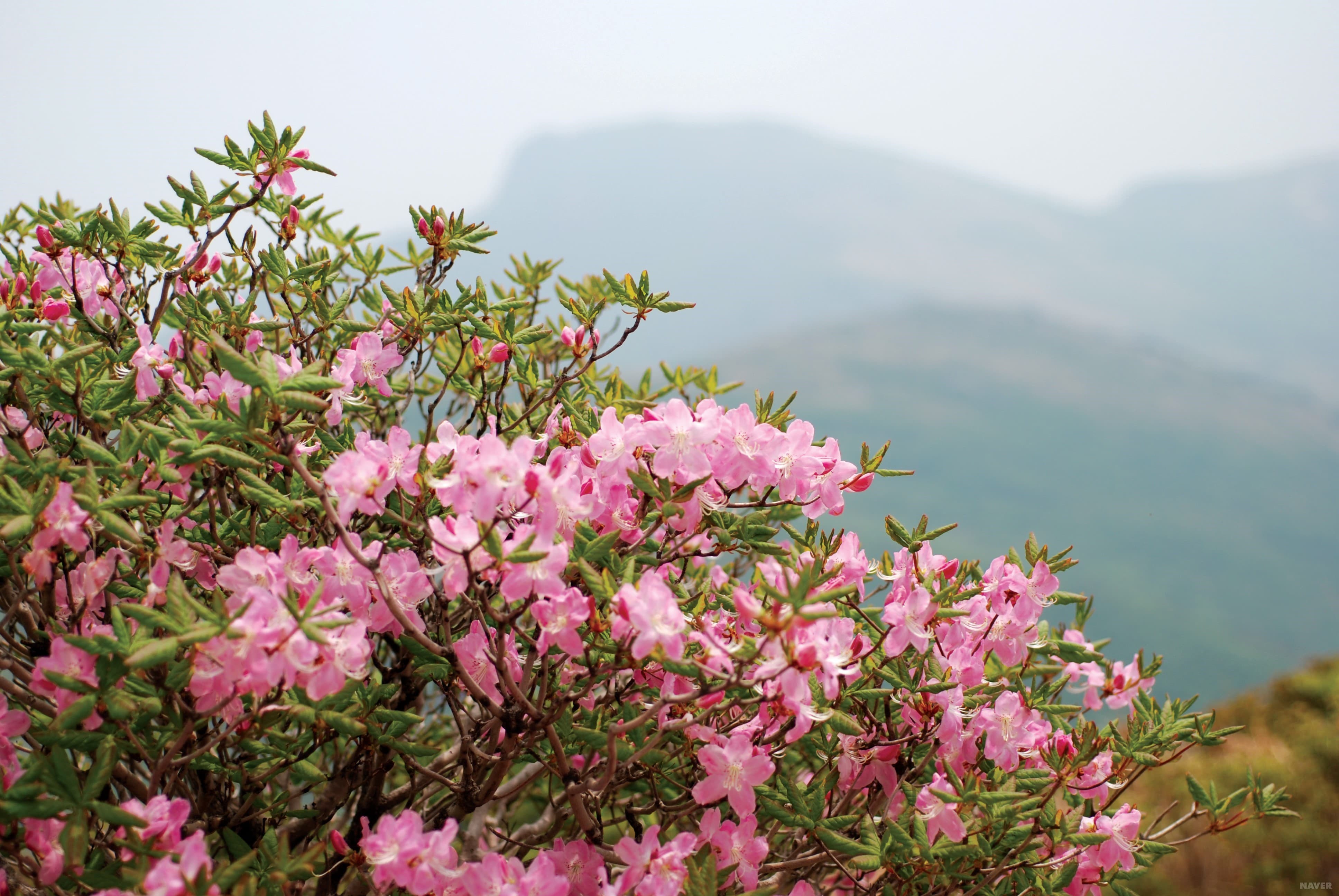 [6월 축제]2025 두위봉 철쭉제 산맥 페스티벌❘일정, 기간, 개화 상황, 공연 및 프로그램 정리