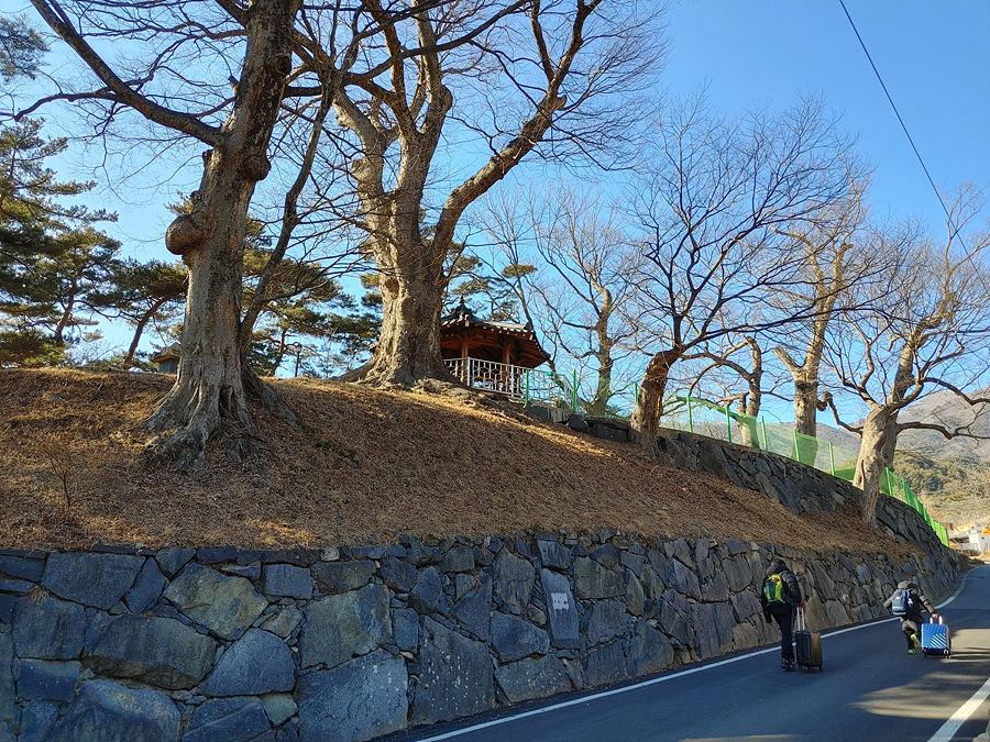 지리산 둘레길 3코스(인월-금계) 창원 마을 초입에는 수백년을 살아온 느티나무들이 장승처럼 마을을 지키고 서있었다.