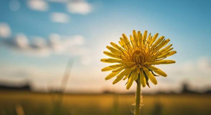 민들레의숨겨진항염해독효과