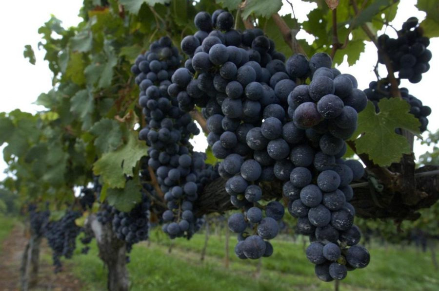 페티 베르도(Petit Verdot)