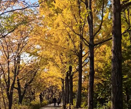 서울 은행나무 단풍 명소 양재천 산책로