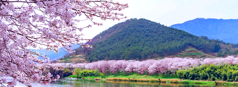 구례 300리 벚꽃축제
