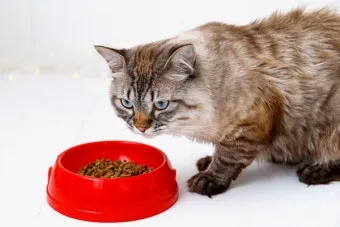 고양이 먹어도 되는 사람 음식, 위험한 사람 음식_30