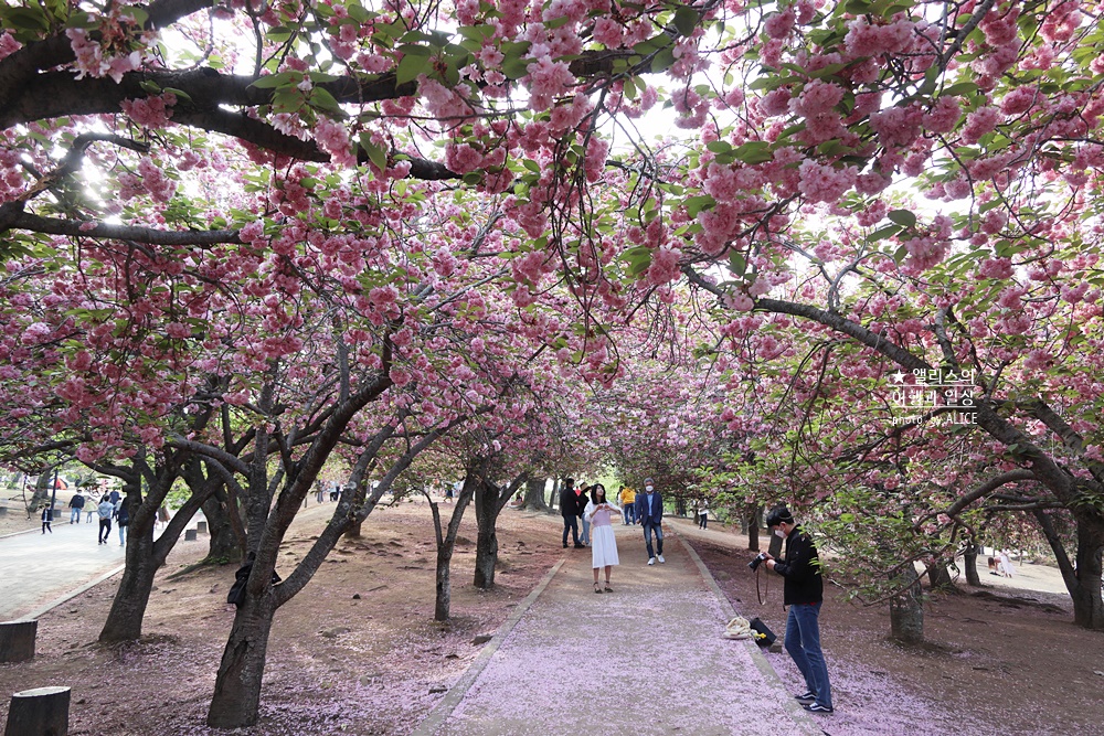 경주 불국사 겹벚꽃 위치, 명소 왕벚꽃 개화시기 (지금 만개), 주차정보