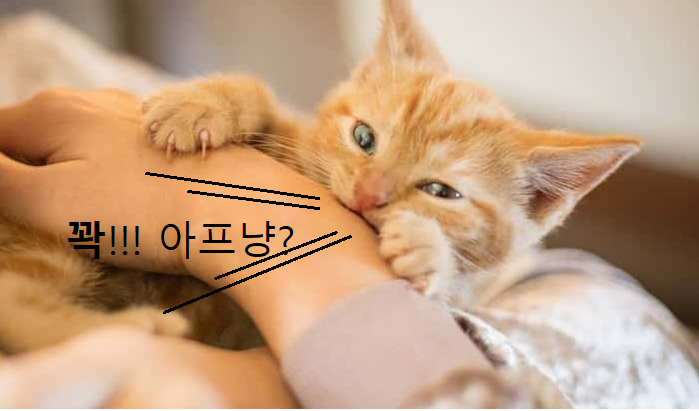 무는 고양이 이미지1