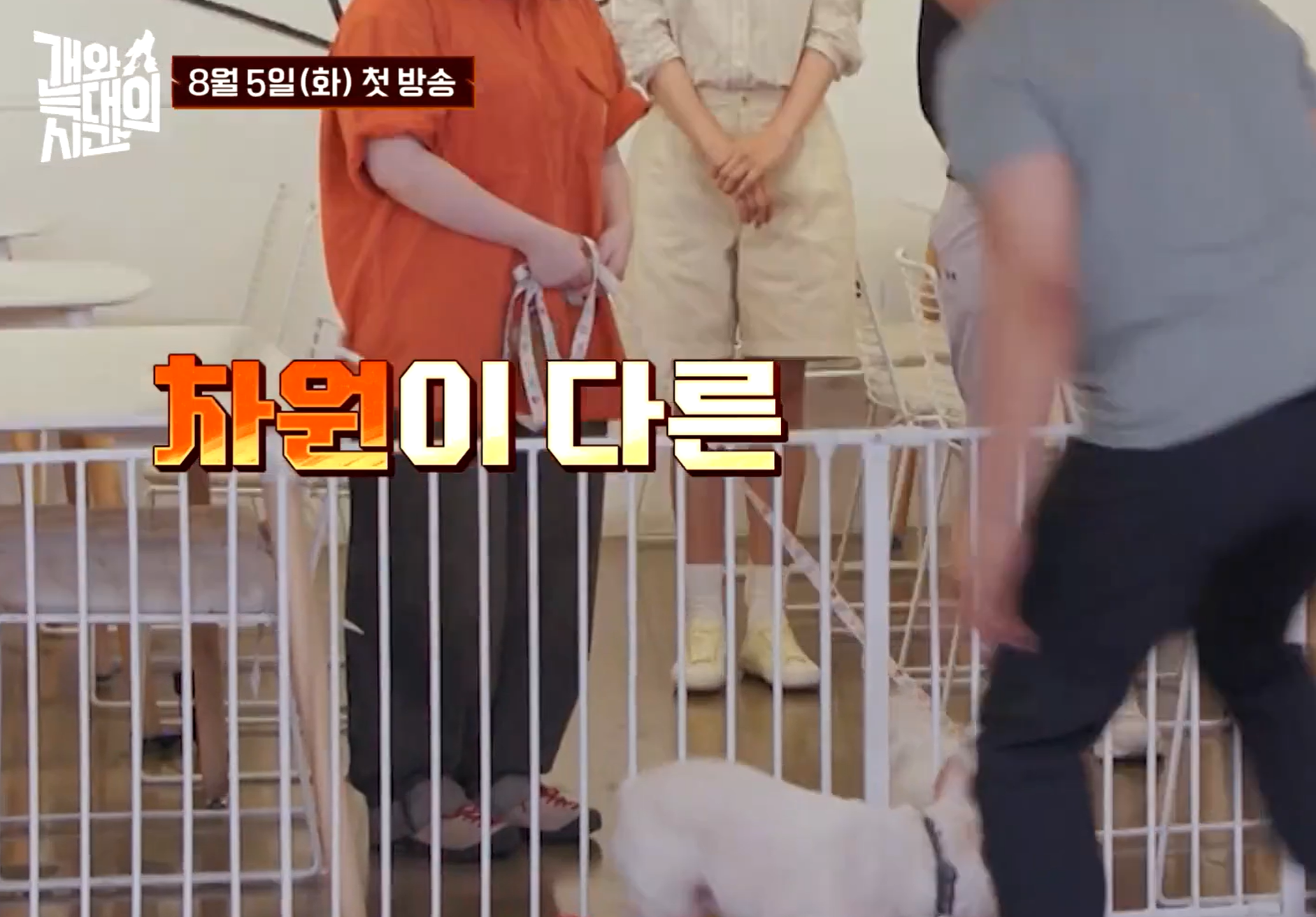 개와 늑대의 시간