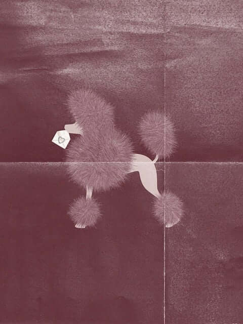 푸들 새끼강아지