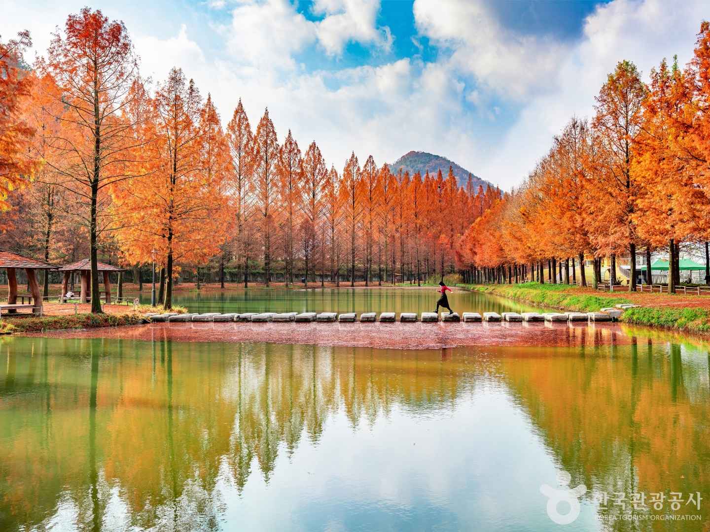 담양 메타세콰이어길