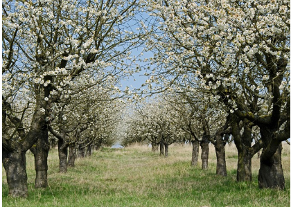 2025년 개화 시기 전망: 봄꽃의 향연을 미리 준비하세요