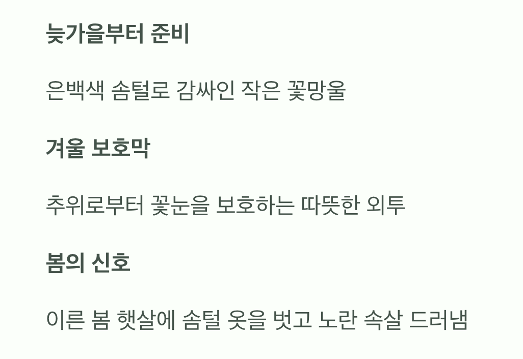 겨울을 이겨낸 솜털&amp;#44; 꽃망울