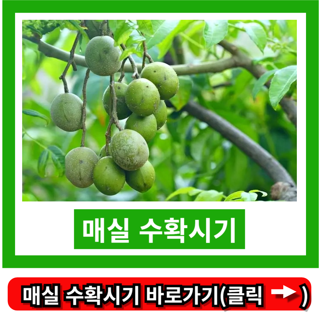 매실 수확시기