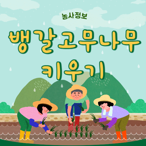 뱅갈고무나무 키우기