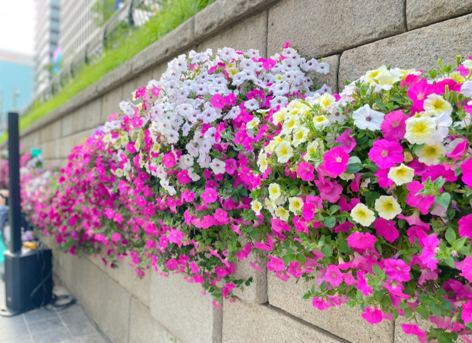 청계천 야외도서관