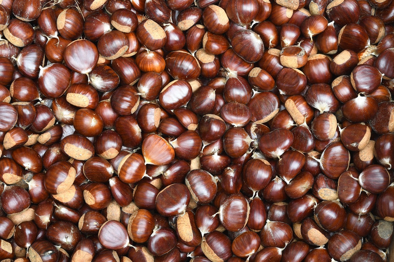 작고 귀엽게 생긴 밤들이 모여있는 모습으로 껍질은 진한 갈색이고 반들반들하다.