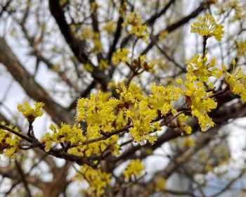 구례 산수유축제_19