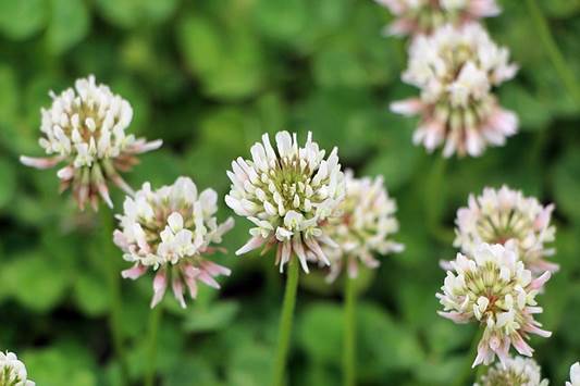 clover, red clover, 클로버, 토끼풀, 레드클로버, 토끼풀 효능