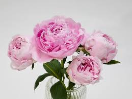 동물등록 방법부터 과태료까지&amp;#44; 보호자라면 꼭 알아야 할 필수 가이드