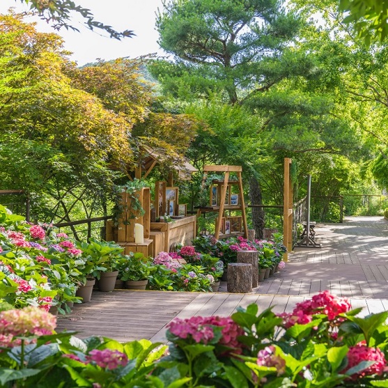 화담숲 수국 축제