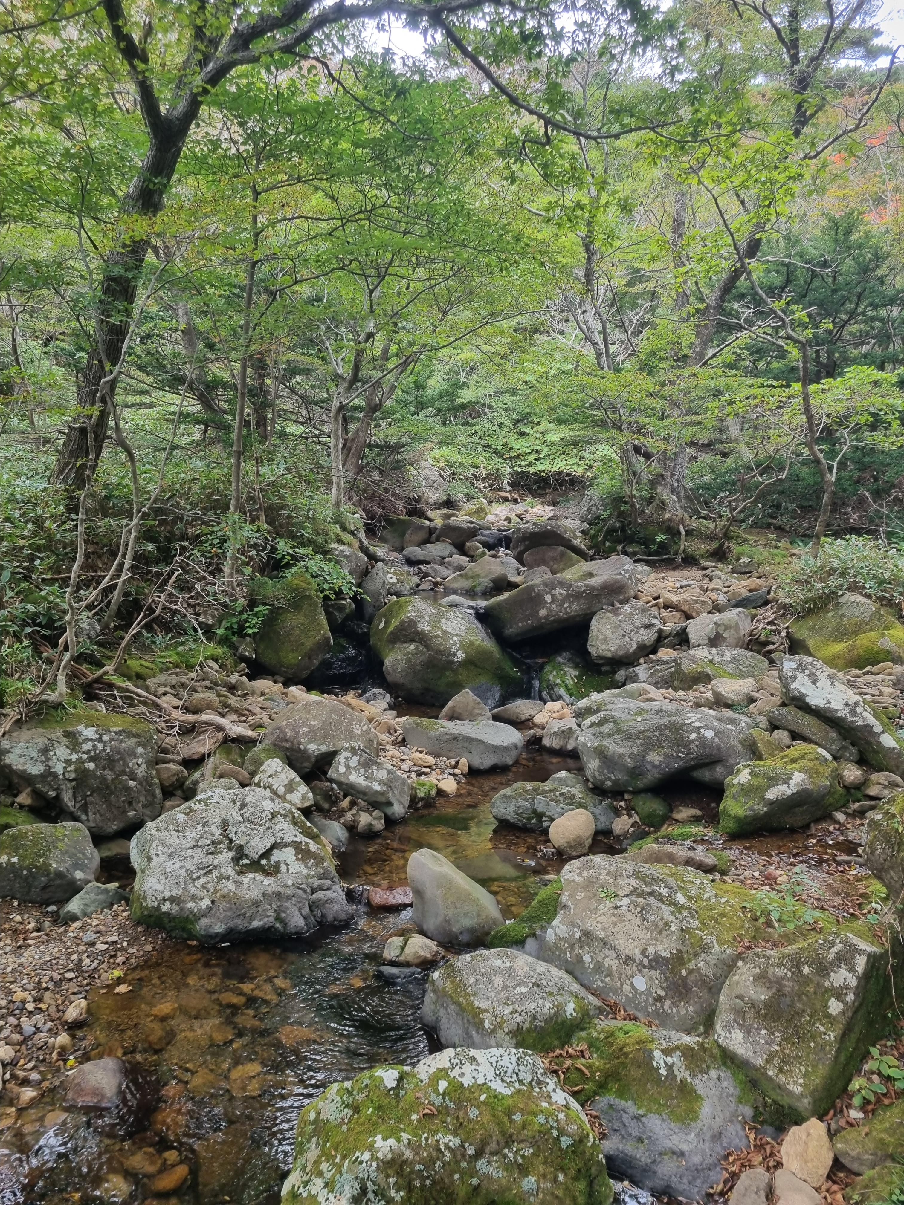 윗세오름 영실코스