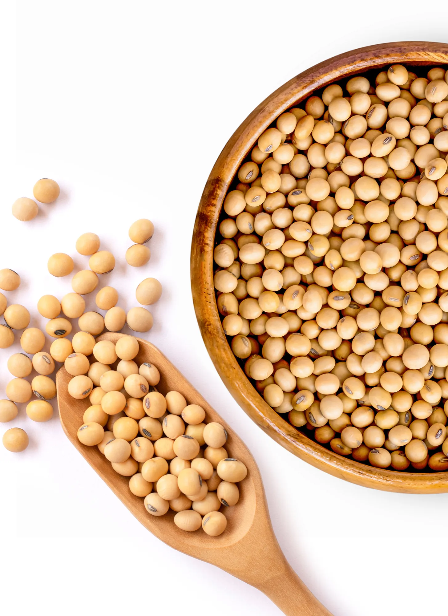 콩은-식물성-단백질의-대표적인-원천