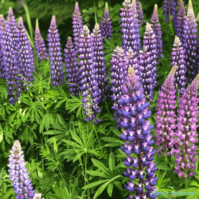 루피너스