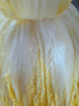 2023년 절임배추