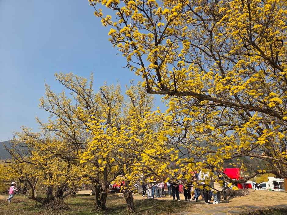 구례산수유꽃축제 기간, 주차장, 초대가수