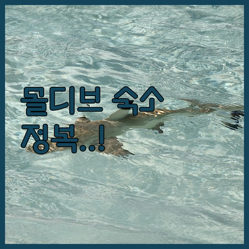몰디브 가성비 숙소부터 럭셔리 신혼여..