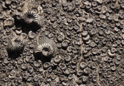 캄브리아기 생물 대폭발