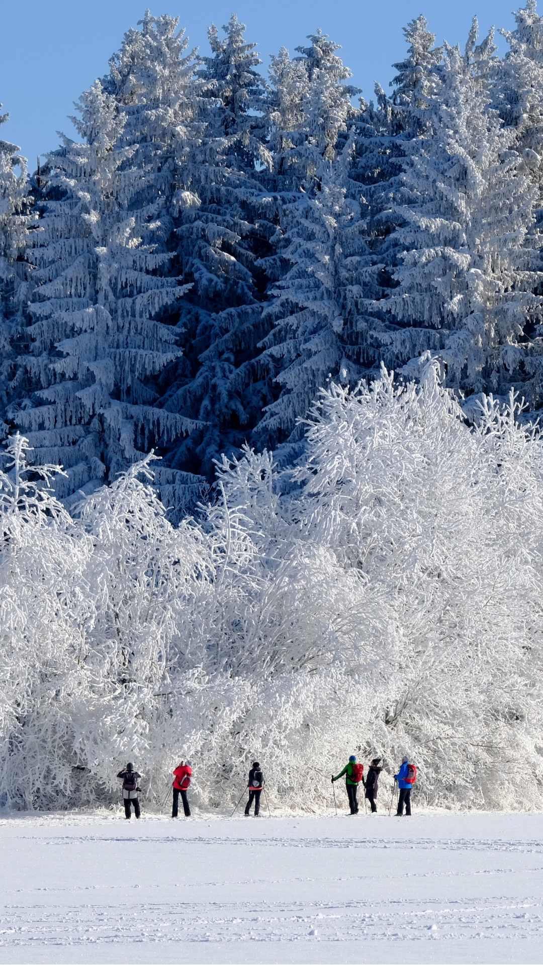 snow wallpaper