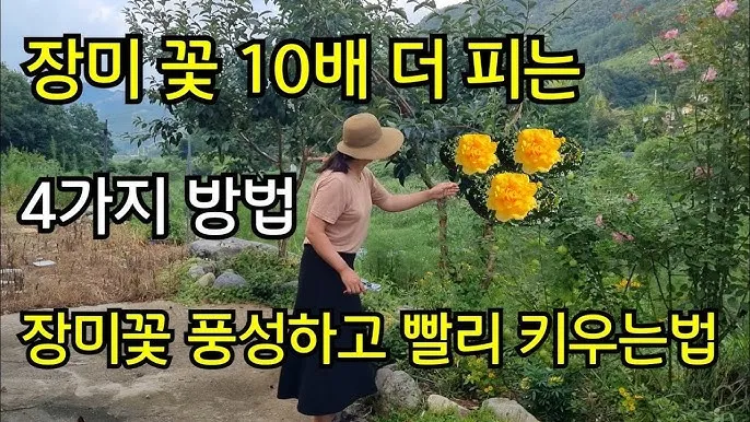장미 재배 전정 시기 병해 예방 풍성한 개화_8