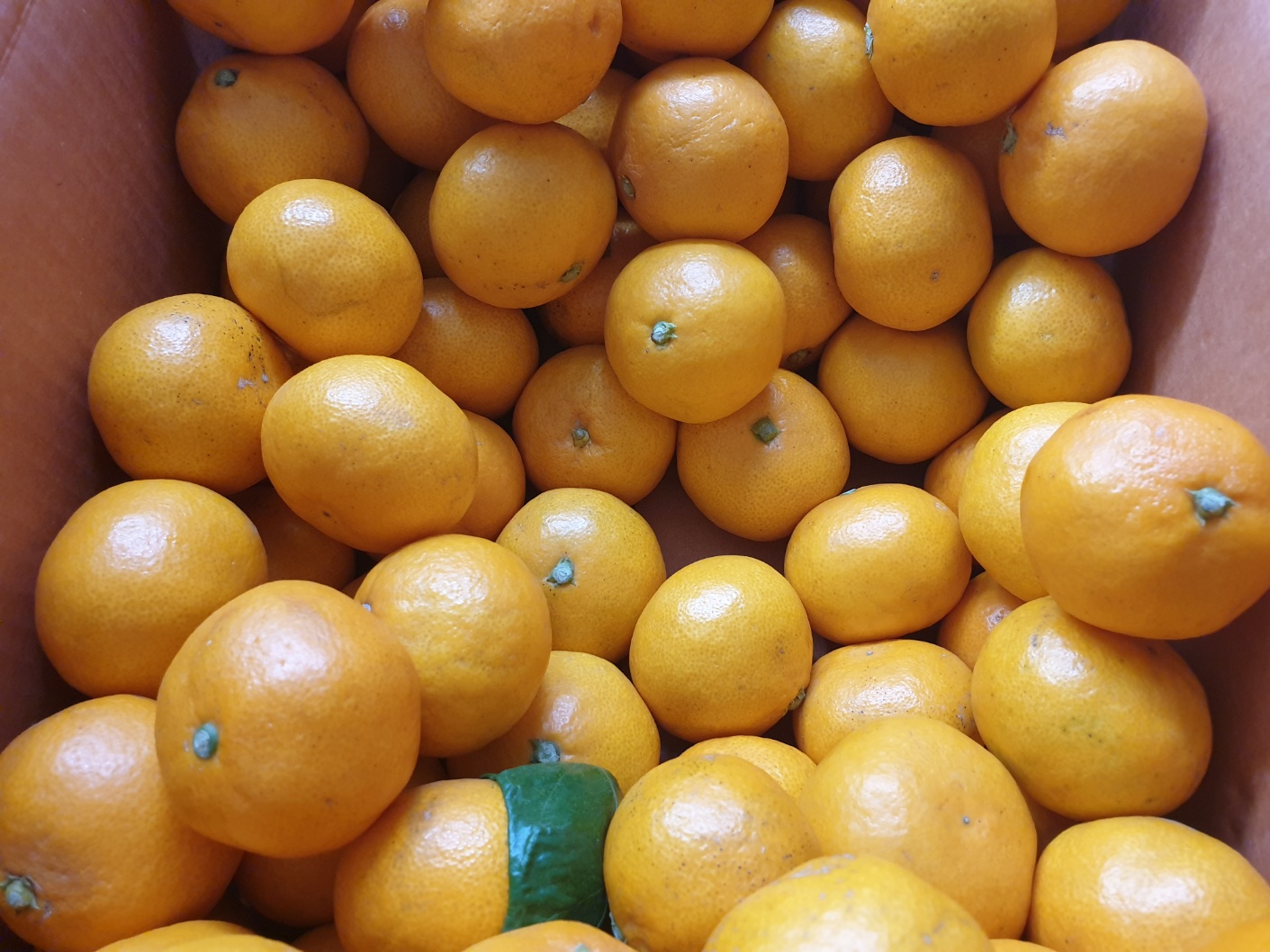 올웨이즈-올팜-배송작물