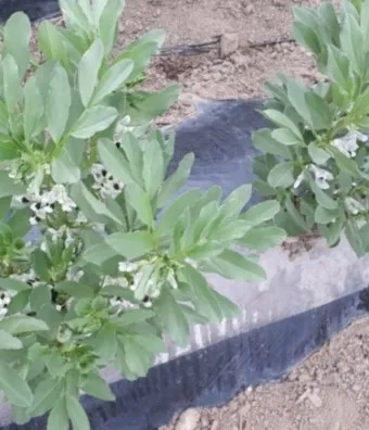 잠두콩 재배 저온 발아 지주 설치 꼬투리 관리_3