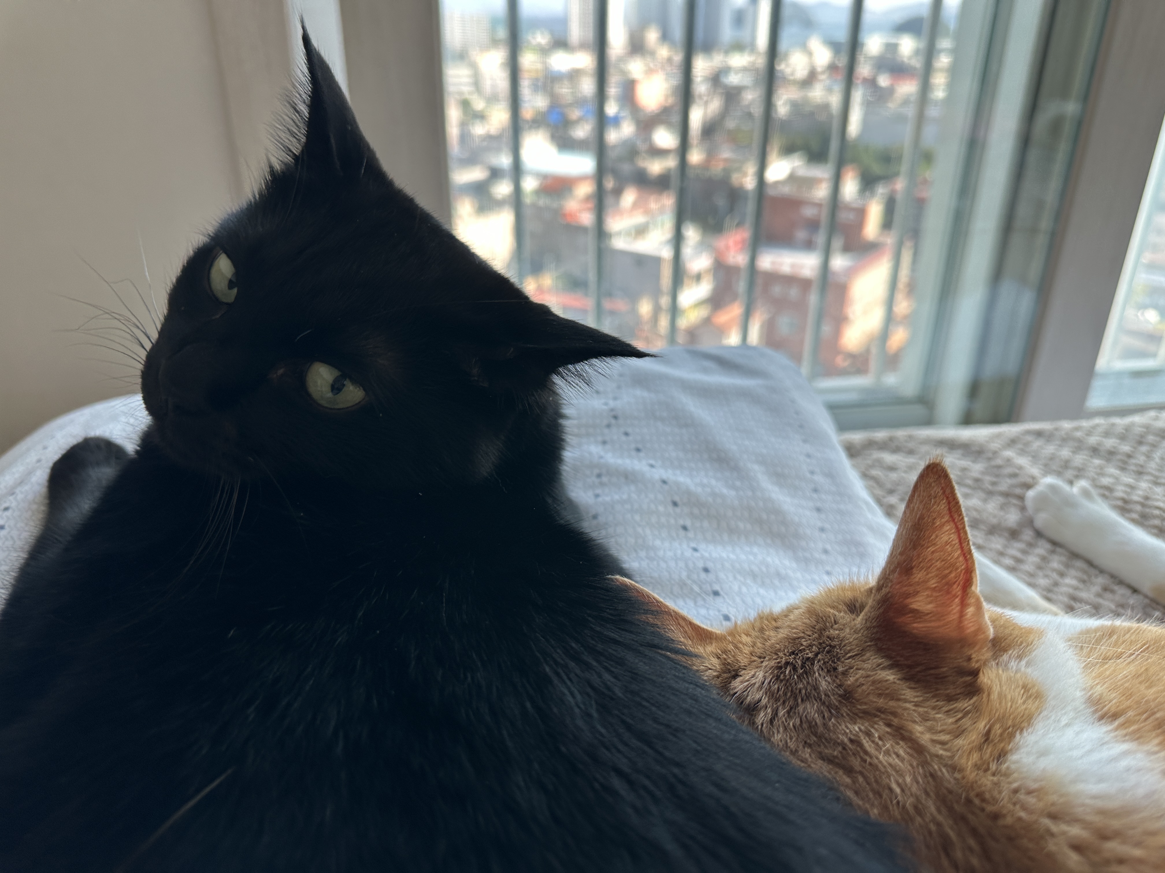 돌아보는_건이와_자고_있는_호야_2