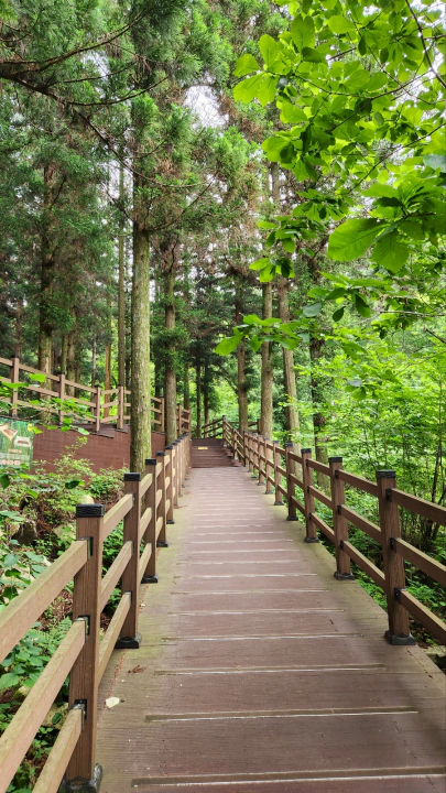 편백나무 성지, 장성 치유의숲 정상 주변의 나무 데크길