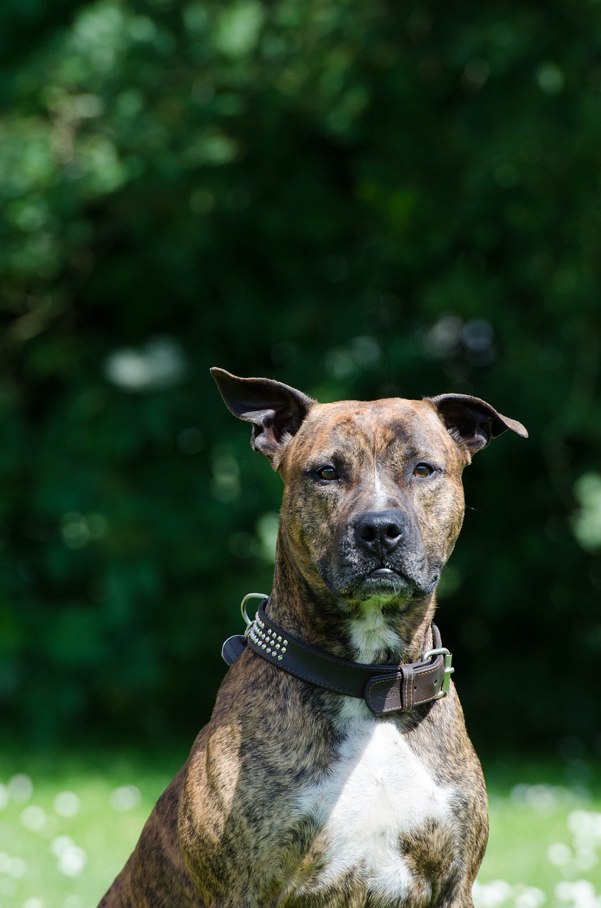 아메리칸 스태퍼드셔 테리어(American Staffordshire Terrier)4