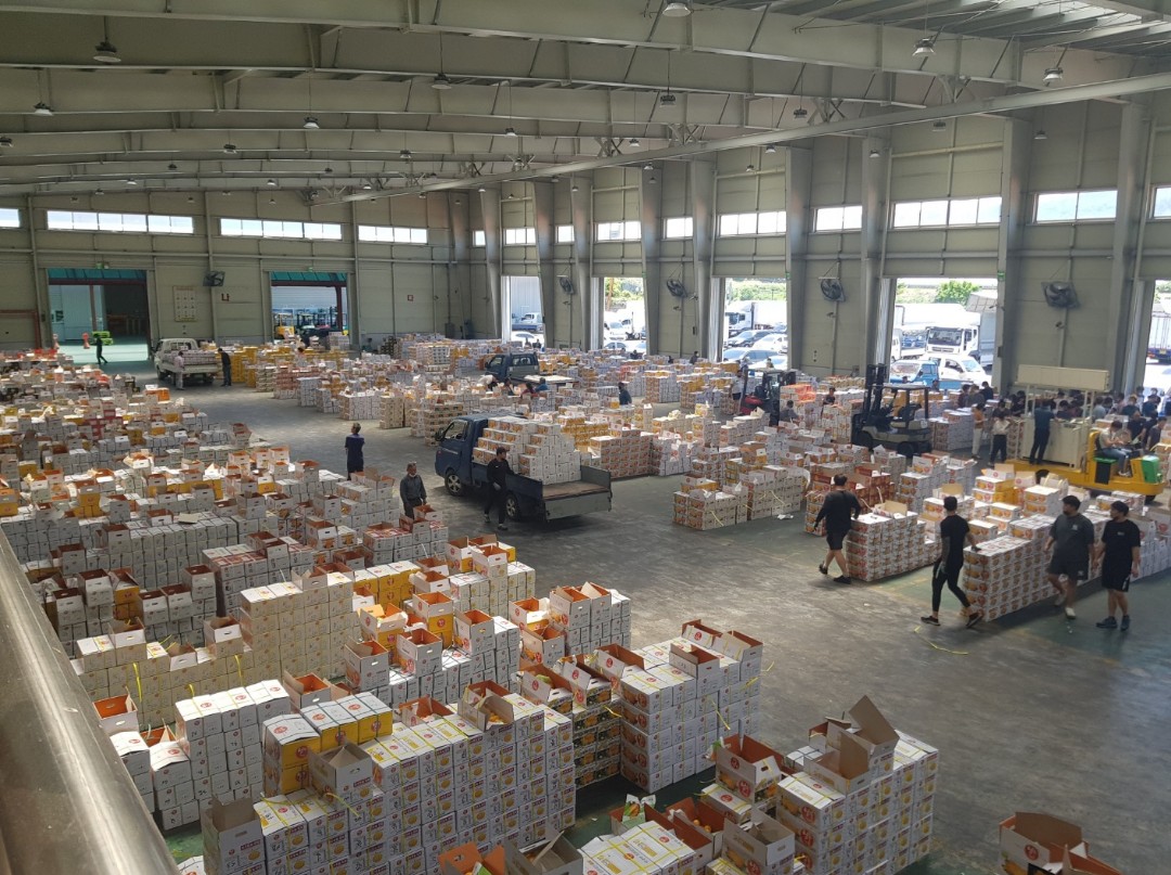 성주참외 상자가 대량으로 모인 산지공판장 내부 모습