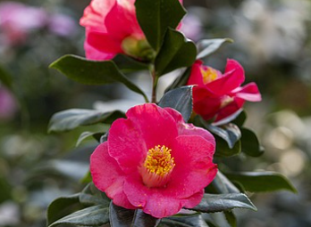 서천 동백꽃 주꾸미축제