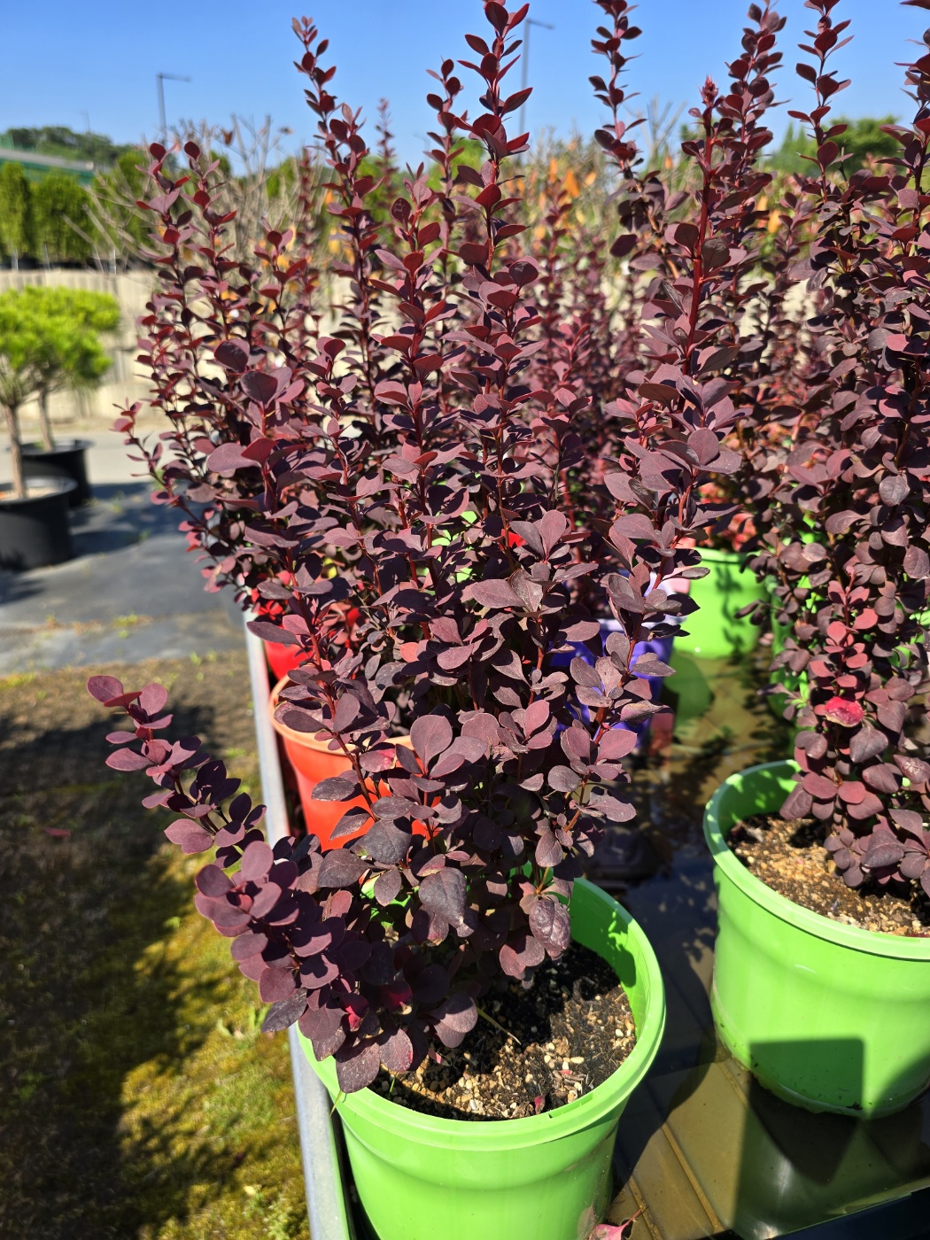 잎색깔이 너무예쁜 특이한 식물들이 많아요.