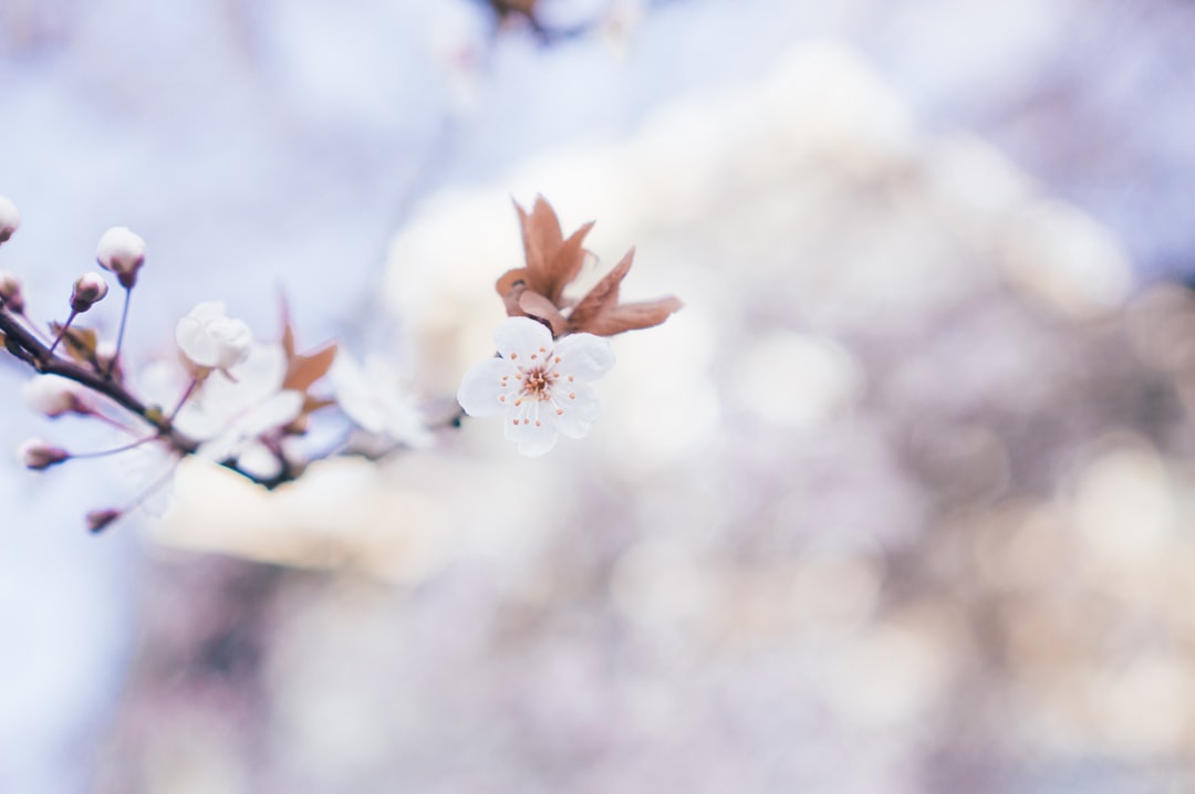 Nakhwa (Blossom)
