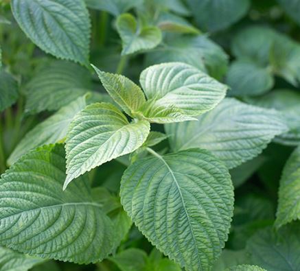 5월에 심는 밭작물