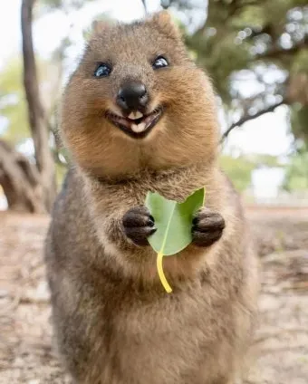 쿼카 웃는 동물 행복한 동물 특징 성격_9