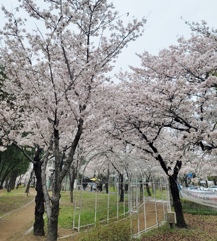 대구 벚꽃